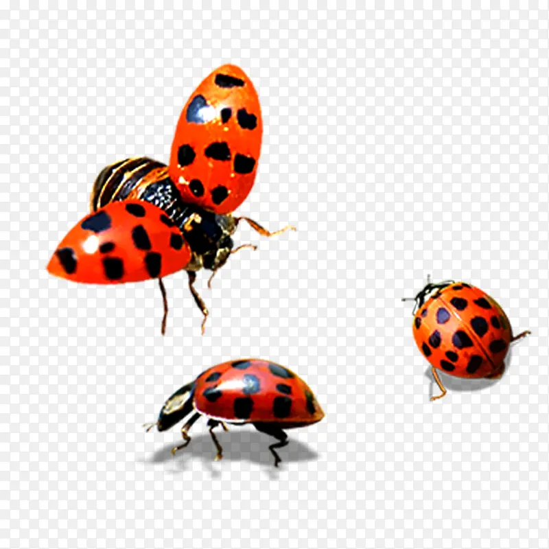 ����ư������ز�-������