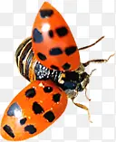 ����ư���������-������