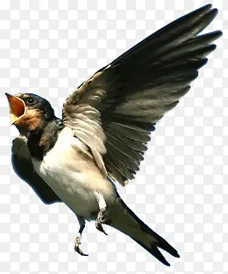 �ɰ���ɫ������-������