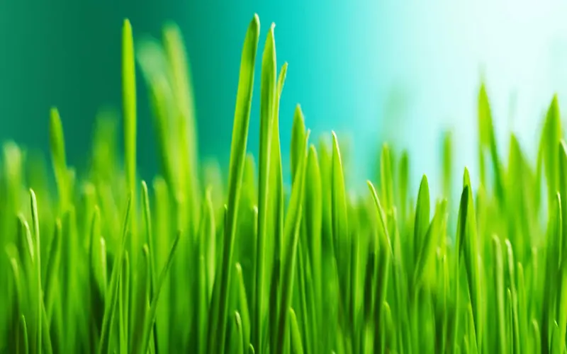 ������Ȼ��ɫ�ز�С���ز�-������