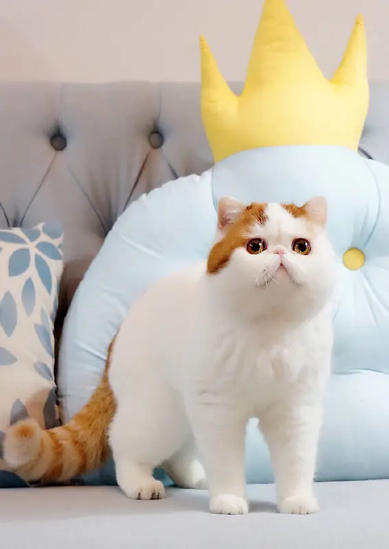 ������ɫè���ز�-������