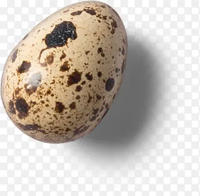 ʳ�����ȵ�-������