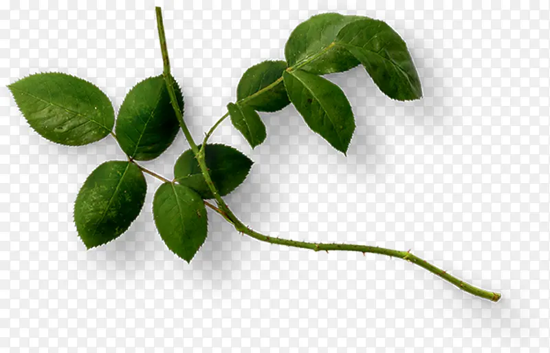 ��ƿ�ֲͨ����Ҷ��֦-������