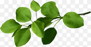 ��ͨ����ֲ����Ҷ��֦-������