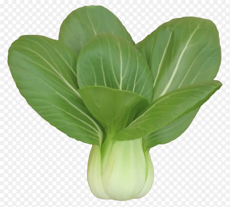 ��ɫ�Ͳ�-������