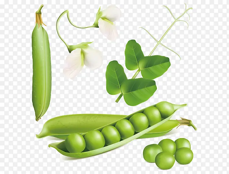 �㶹-������