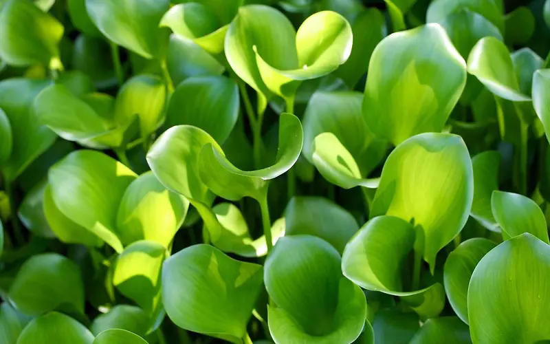 ������ɫ�߲���Ȼ-������