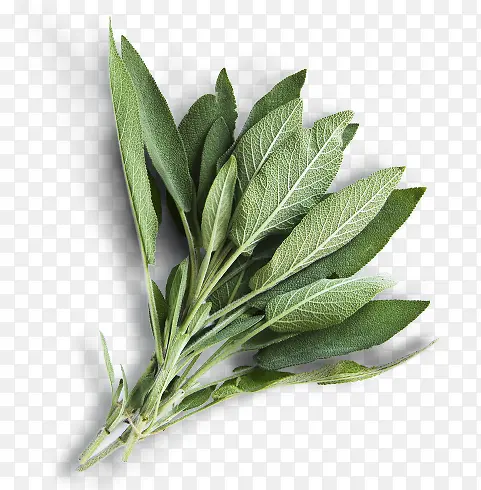 ��ɫ�߲�ͼƬ-������