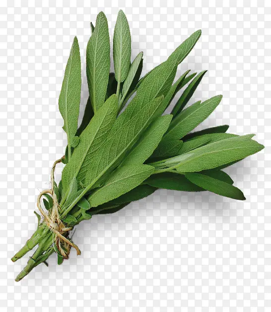 ��ɫ�߲��߲�Ҷ��-������