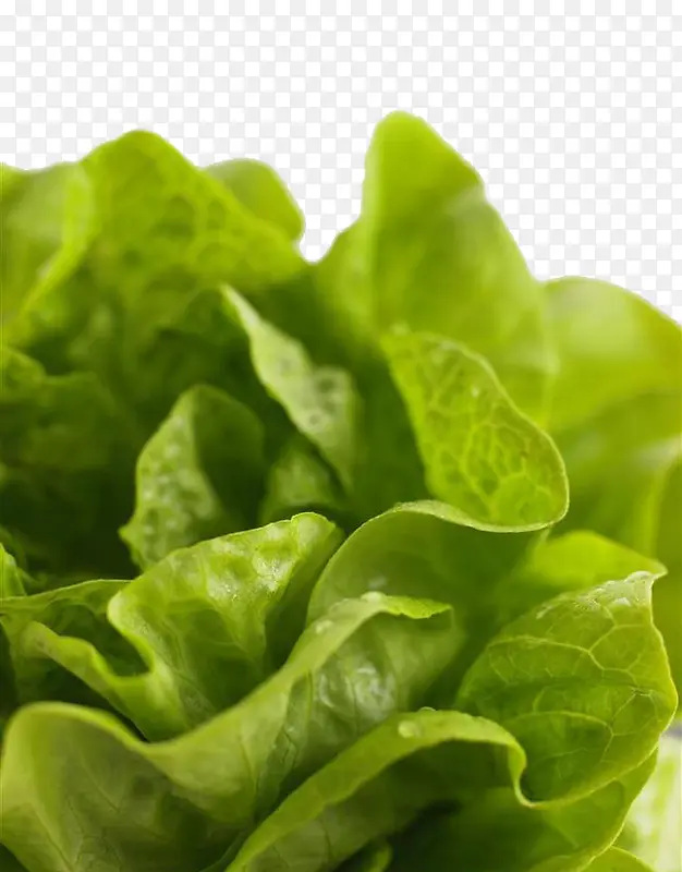 �߲�Ҷ��-������