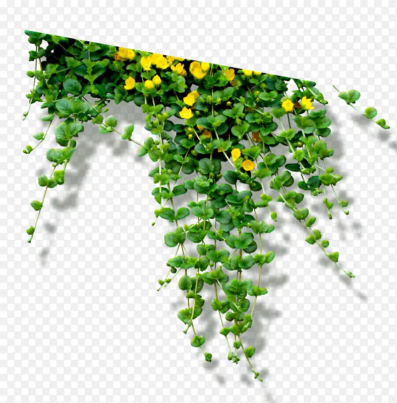 ֲ��-������