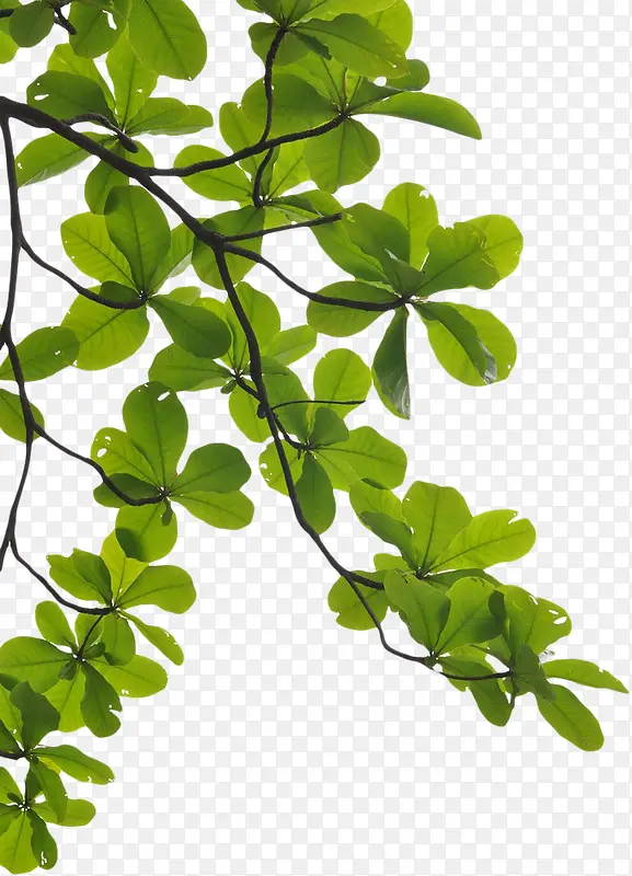 ��Ҷ Ҷ�� �� Ҷ-������