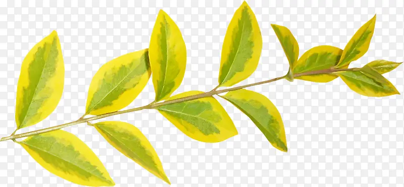 ��Ҷ-������