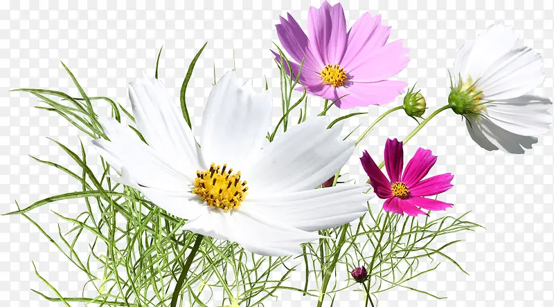 ��ɫΨ�����⻨��-������