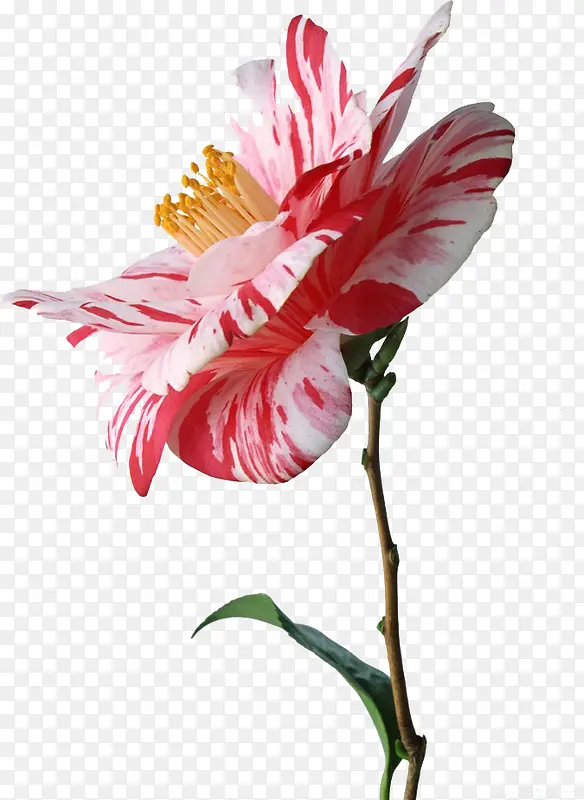 Ψ����ɫ��������-������