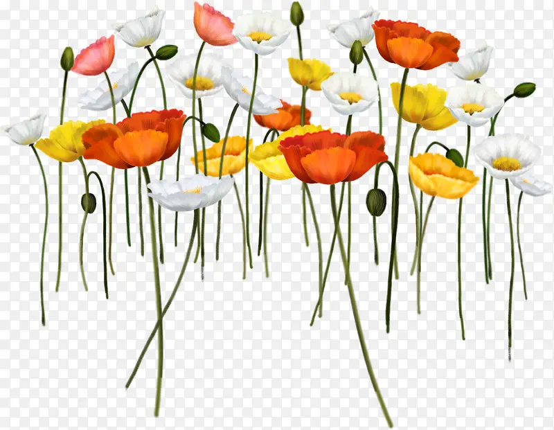 ��ɫ����廭����-������