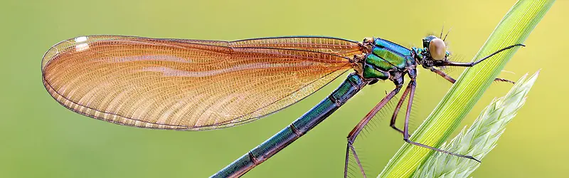 Ψ�������زĴ���Ȼ�ز�-������