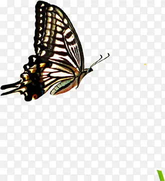 ��ɫ��ͨ�ɰ�����-������