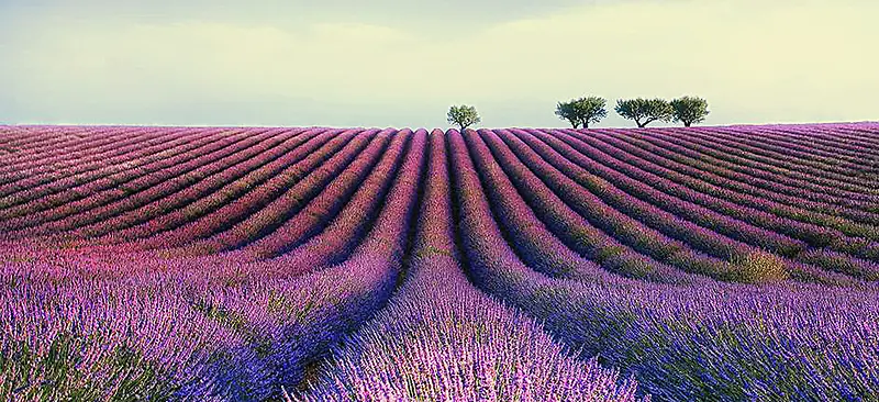 ޹�²ݱ���ͼ-������