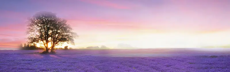 ����޹�²ݱ���-������