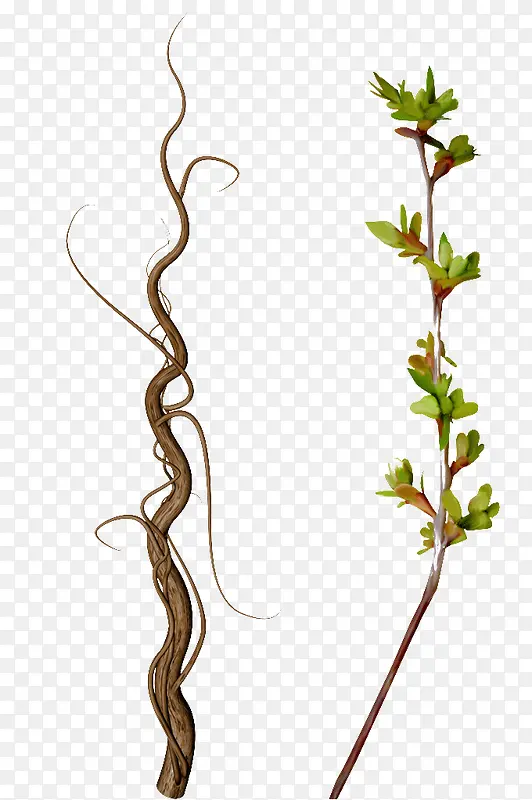 ��֦-������