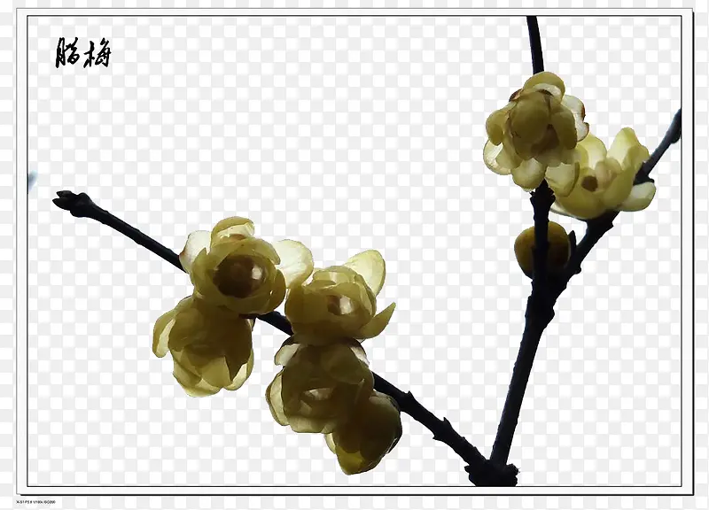 ��ʽˮ����÷-������