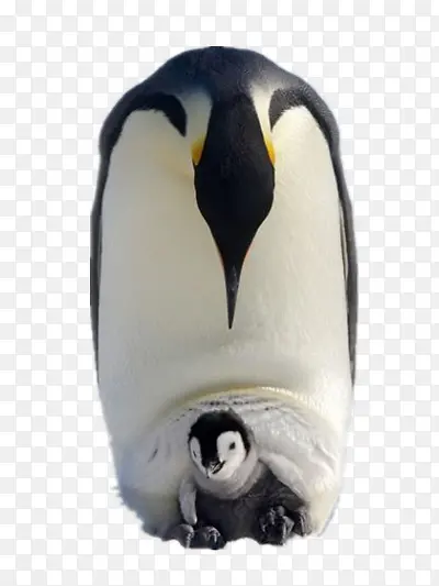 �ɰ����-������