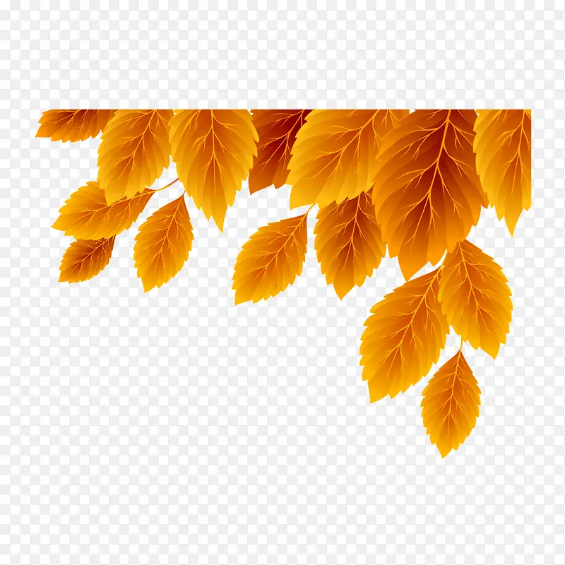 ˮ����Ҷ��͸��-������