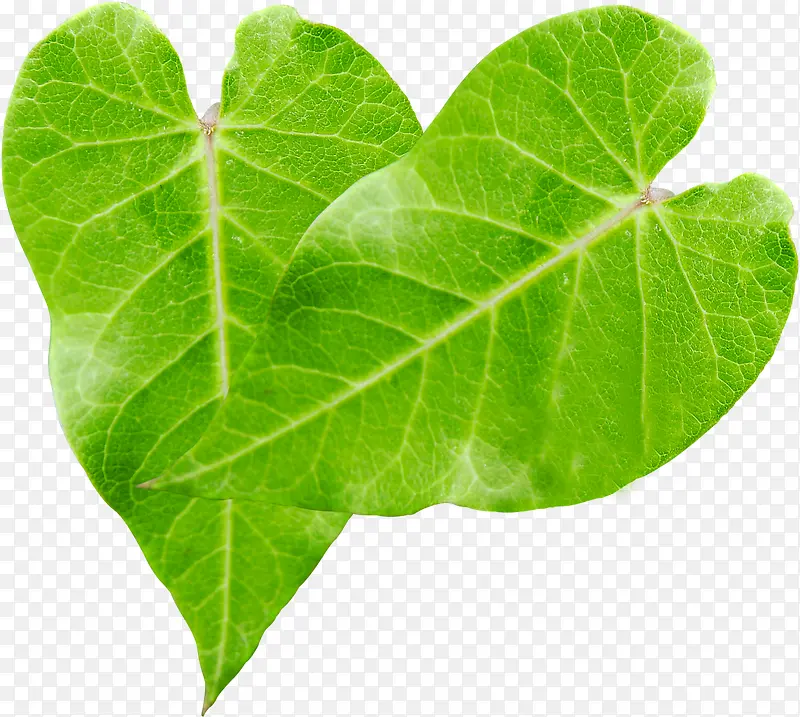 ˮ�ʻ���ֲ����Ҷ-������