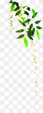 ����ϳ�ˮ�ʵ���Ҷ-������