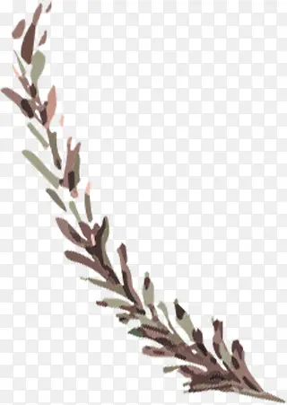 ����ϳ�ˮ����֦��Ҷ-������