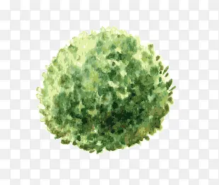 ˮ��ֲ��-������