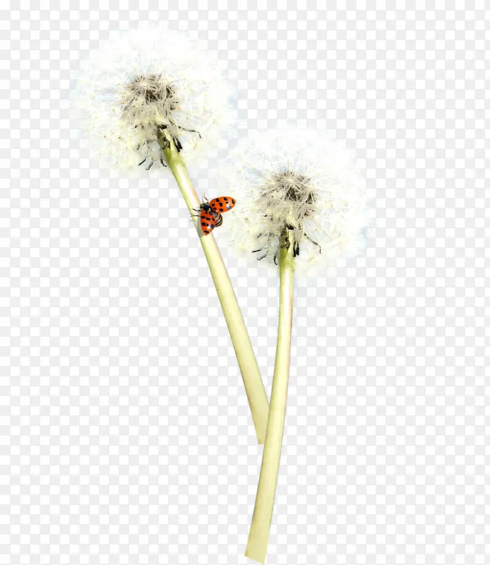 ���������ѹ�Ӣ����-������