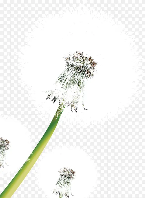 �ɰ����ѹ�Ӣ-������