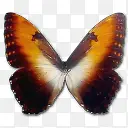 ���� ���� �걾-������