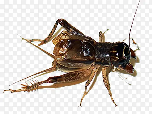 ������-������