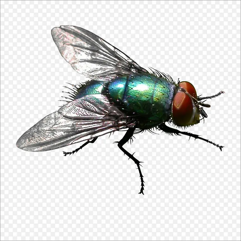 ��Ӭ-������