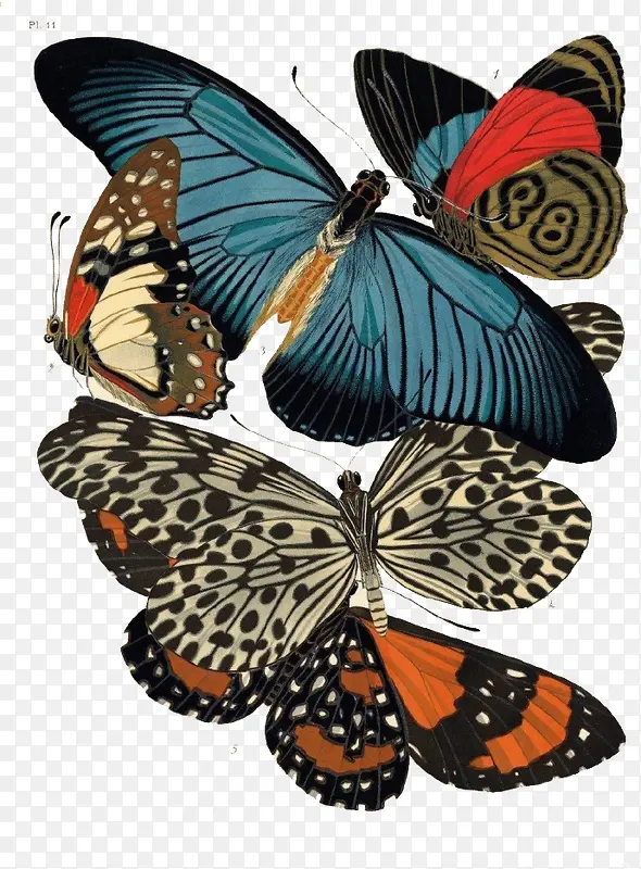 ��������걾-������