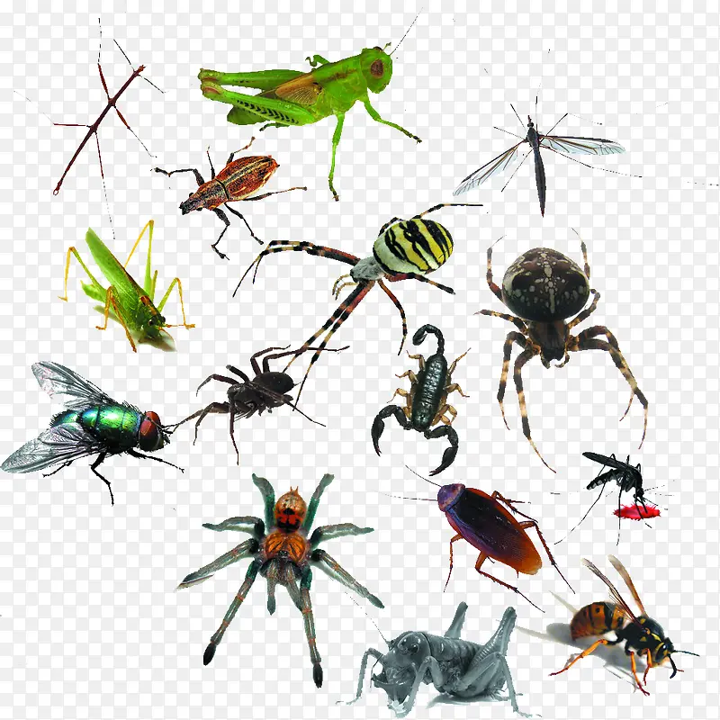 ���ָ���������-������