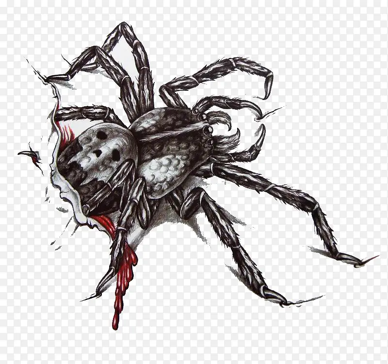 ���˵�֩��-������