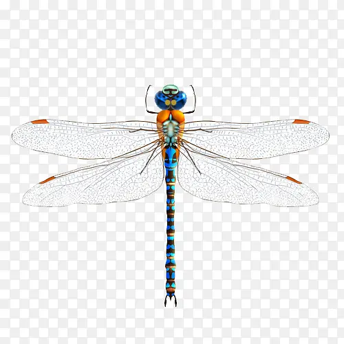 ��ɫ����-������