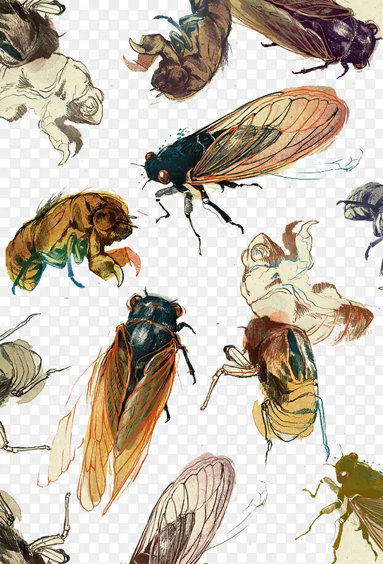 ����Ӭ������-������