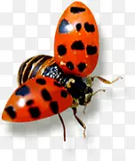 ����ư���������-������