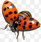 �����ɫ�ļ�����-������