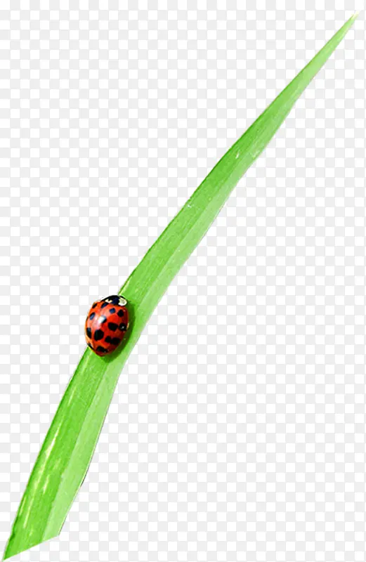 ��ɫ��Ҷ����װ��-������