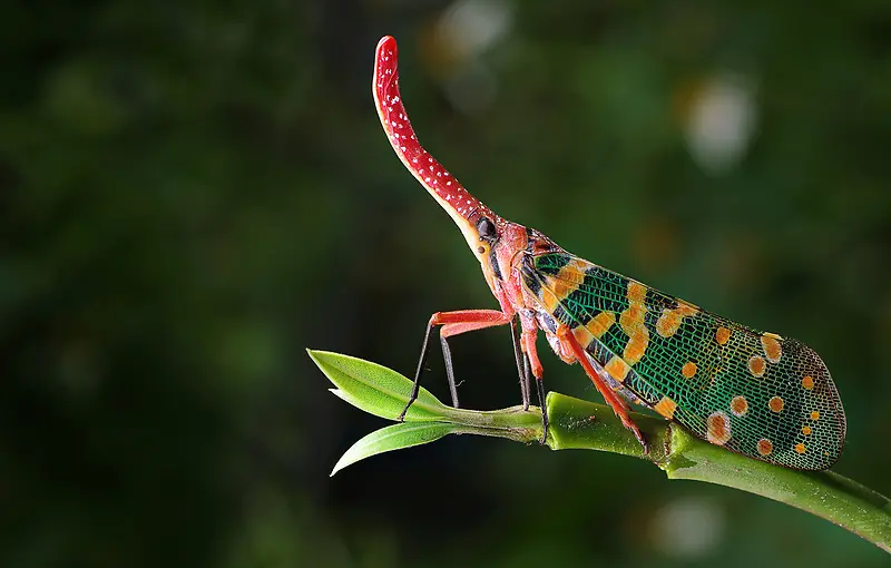 ��ɫ�ر�����ֲ��-������