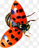 ����ϳɷ��������-������