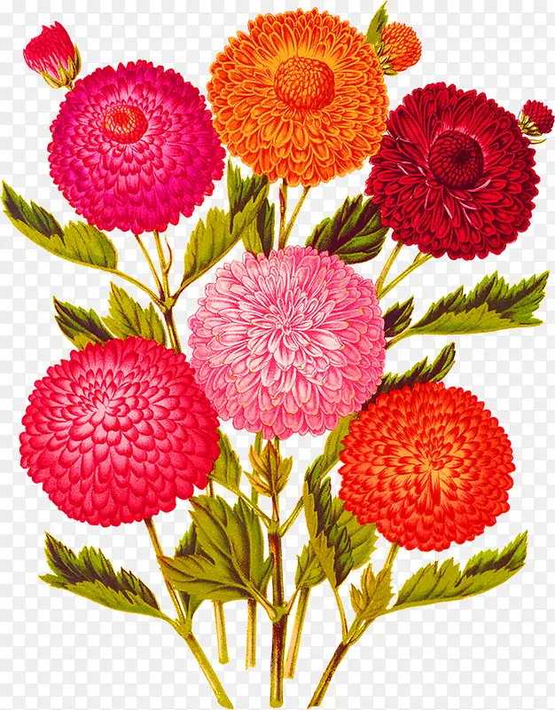 �ֻ��ɫ�����ڻ���-������