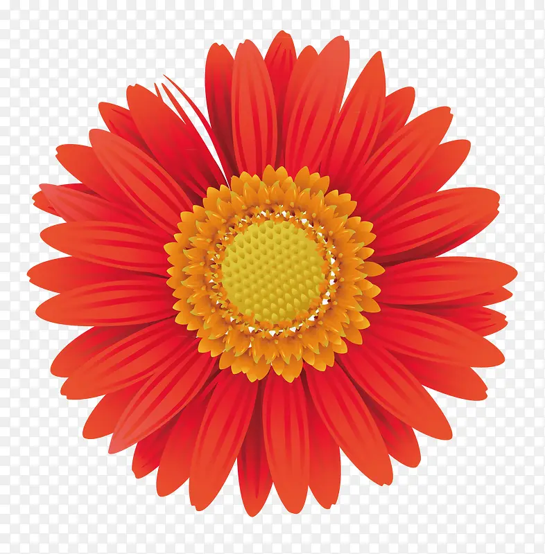 ���տ�װ����� ʸ��-������