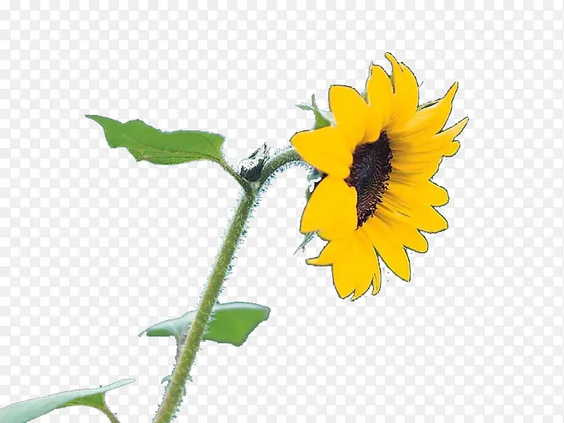 ���տ��ز�-������